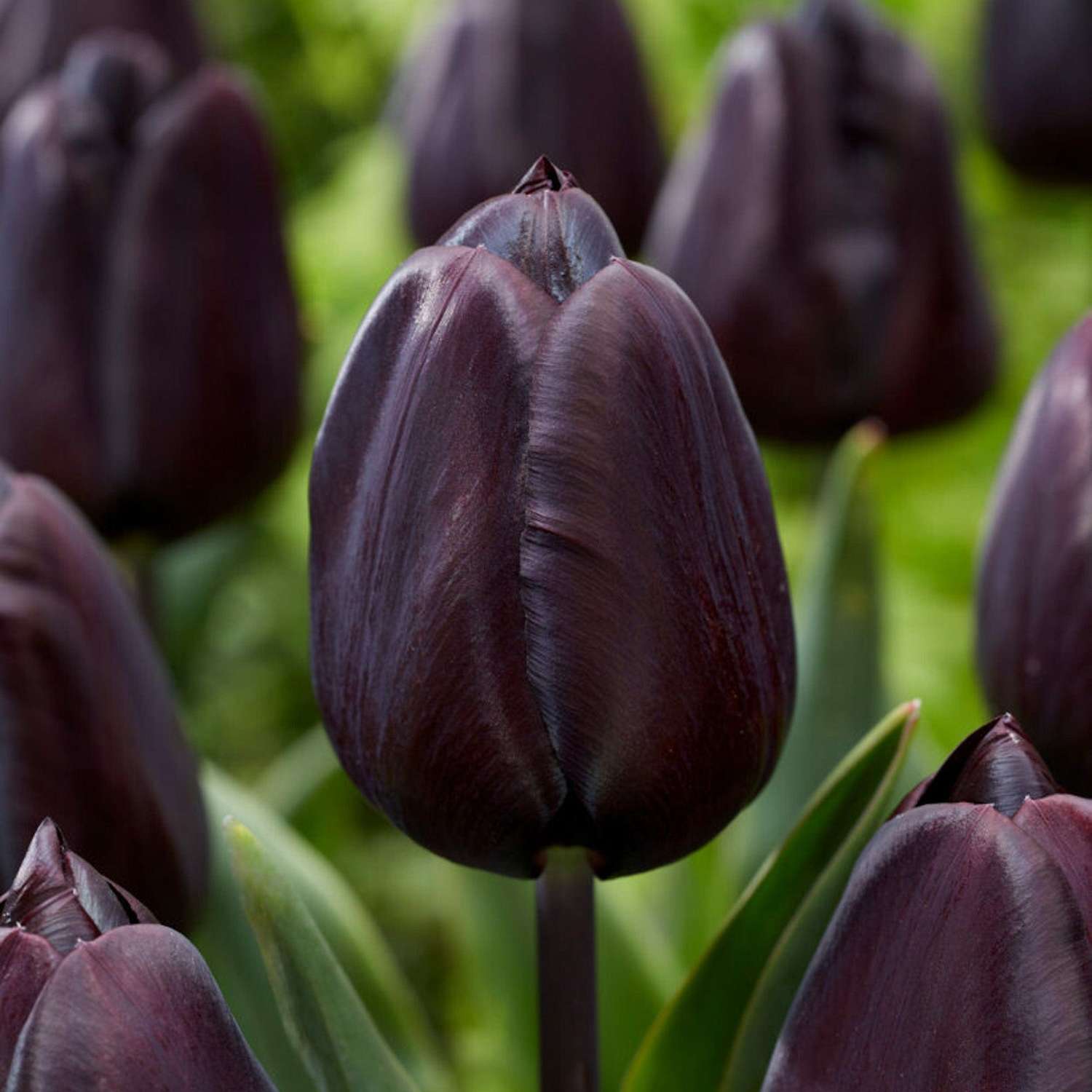 Tulppaani 'Nightmare'
